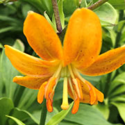 Photo of lily "Hansonii hybrid"